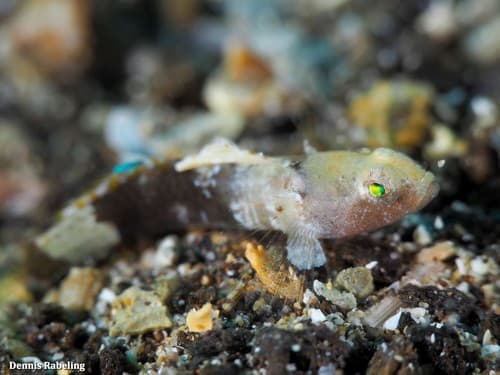 Guillet's Goby