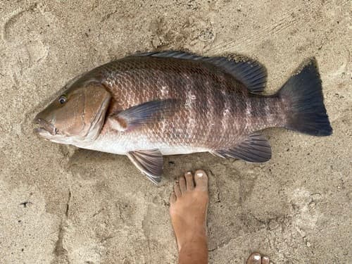 Guinea Snapper