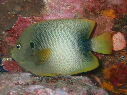 Guinean Angelfish
