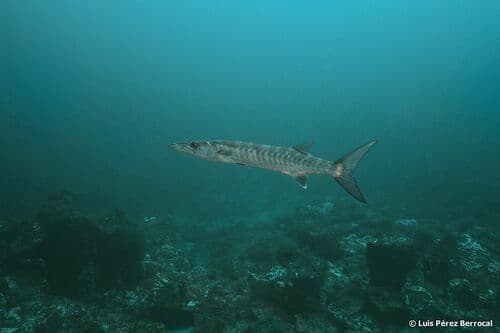 Guinean Barracuda