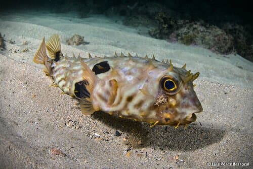 Guinean Burrfish