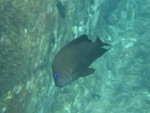Guinean Damselfish
