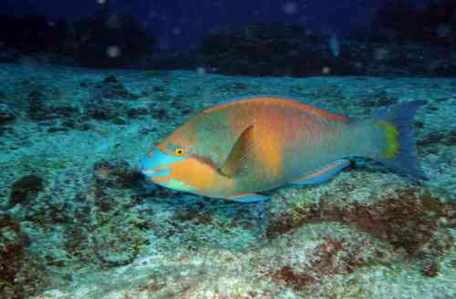 Guinean Parrotfish