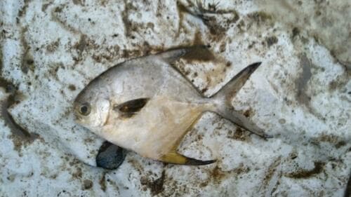 Guinean Pompano