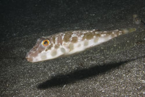 Guinean Puffer