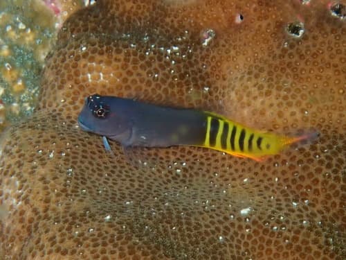 Gulf Blenny