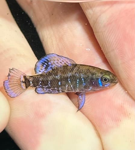 Gulf Coast Pygmy Sunfish