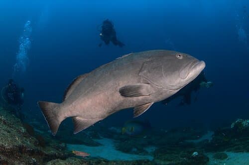 Gulf Grouper