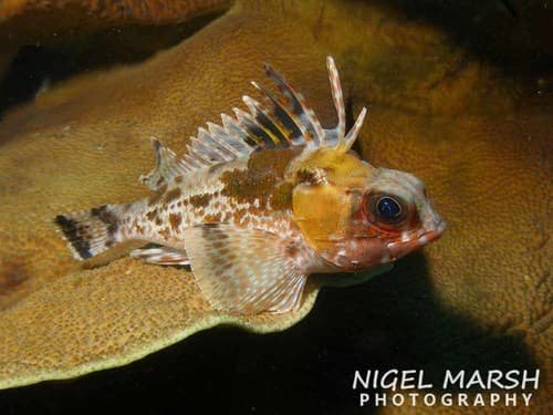 Gulf Gurnard Perch