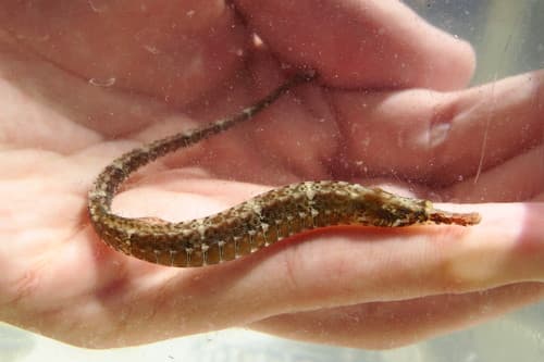 Gulf Pipefish