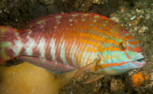 Gunther's Wrasse