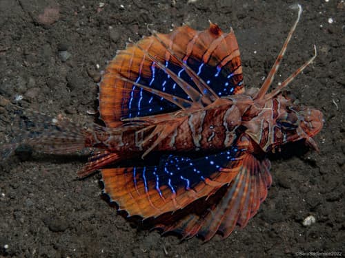 Gurnard Lionfish