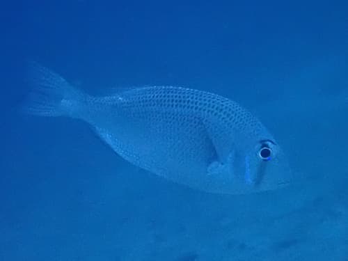 Sato's Large-eye Bream