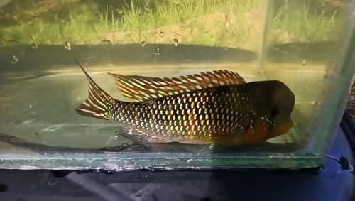 Gymnogeophagus labiatus