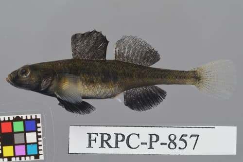 Breunig's Goby