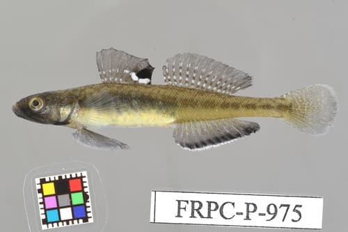Gymnogobius heptacanthus