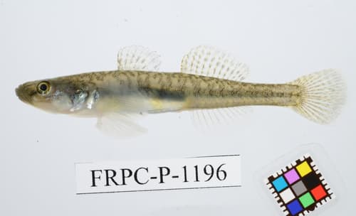 Mororan Goby