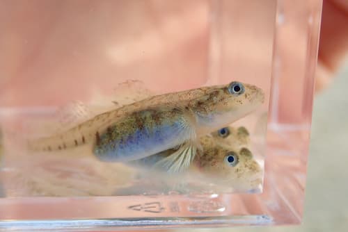 Gymnogobius uchidai