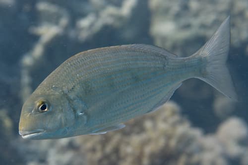 Haffara Seabream