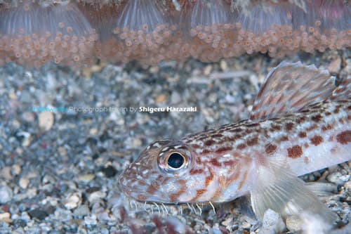 Hairchin Goby
