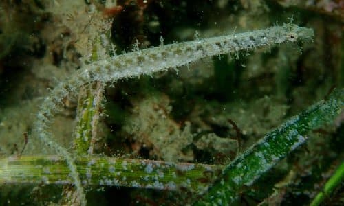 Hairy Pipefish
