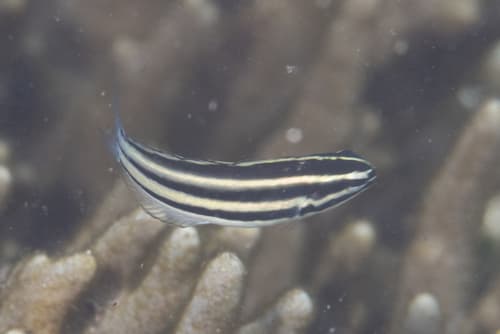Hairytail Fangblenny