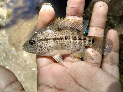 Haitian Cichlid