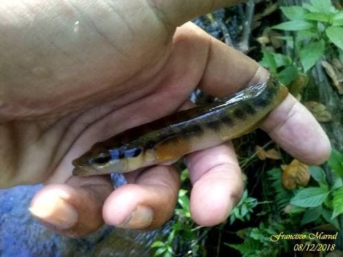 Half-banded Pike Cichlid