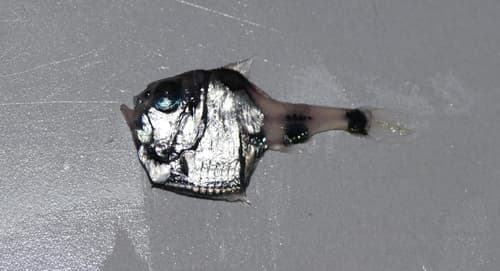 Half-naked Hatchetfish