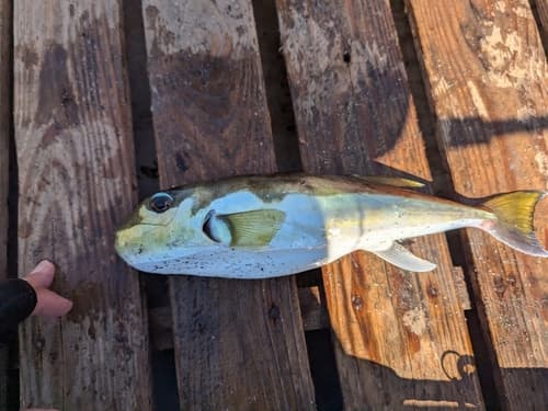 Half-smooth Golden Puffer