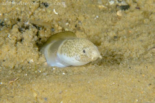 Halfband Snake Eel