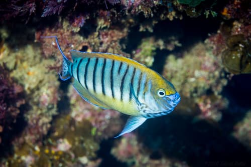 Halfbanded Angelfish