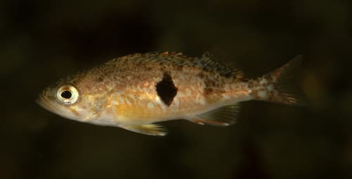 Halfbanded Rockfish