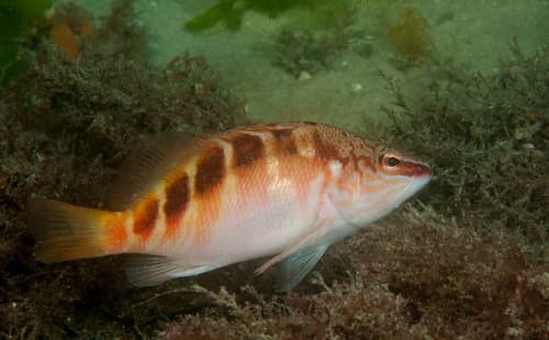 Halfbanded Seaperch