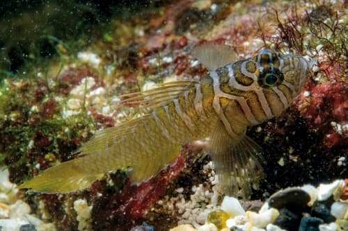 Halfbarred Reefgoby
