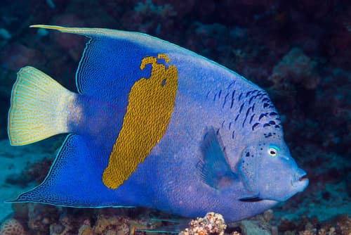 Halfmoon Angelfish
