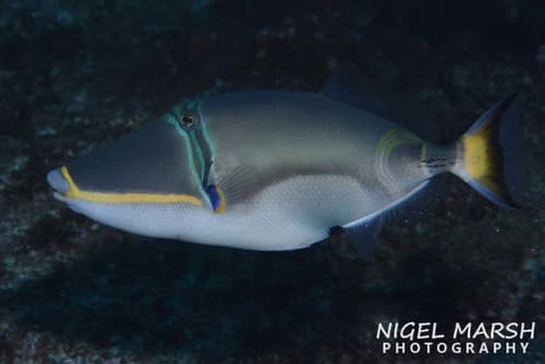 Halfmoon Triggerfish