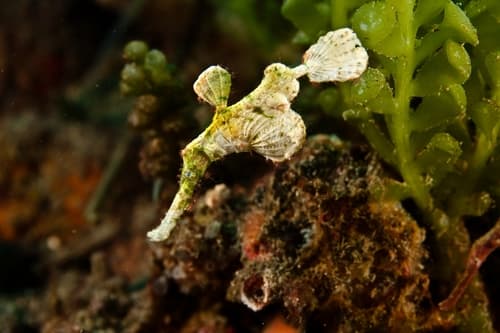Halimeda Ghostpipefish
