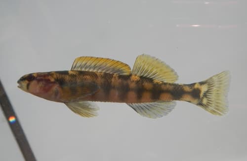 Halloween Darter