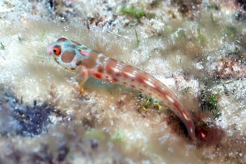 Hancock's Blenny