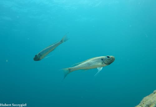 Haplotaxodon microlepis