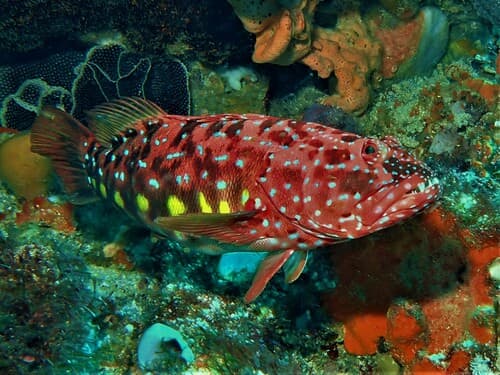 Harlequin Fish