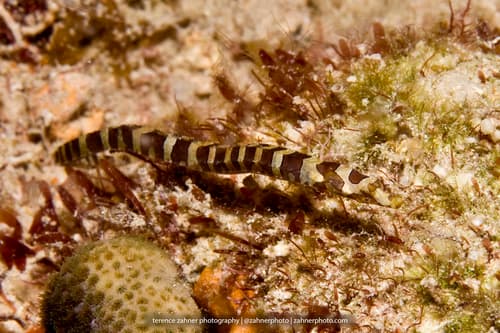 Harlequin Pipefish