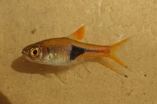 Harlequin Rasbora