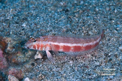 Harlequin Sandsmelt