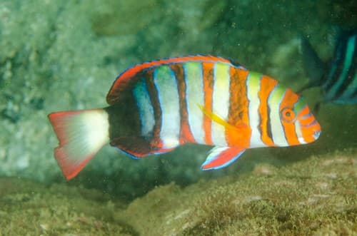 Harlequin Tuskfish