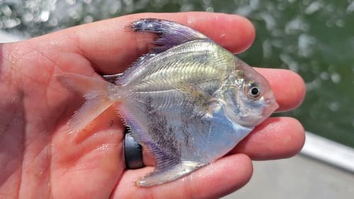 Harvestfish