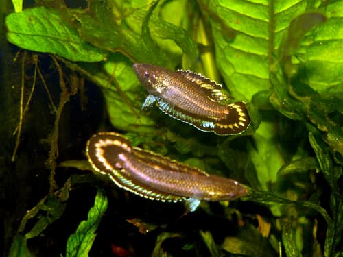 Harvey's Licorice Gourami