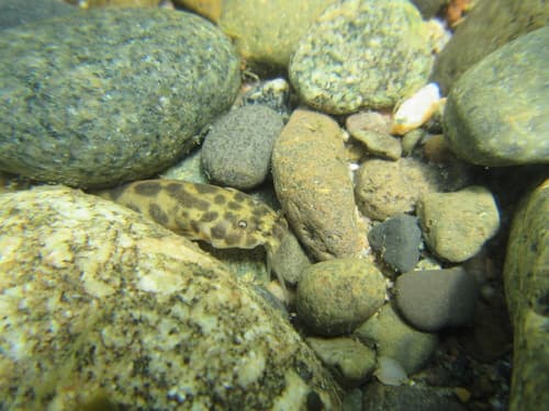 Reticulated Hillstream Loach