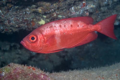 Hawaiian Bigeye